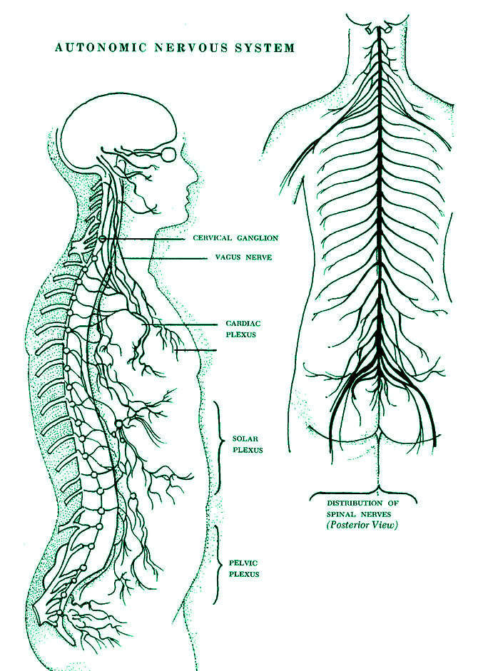 Nervous system and spine